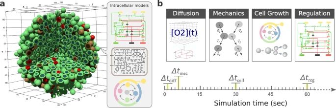 PhysiBoSS 2.0: a sustainable integration of stochastic Boolean and agent-based modelling frameworks